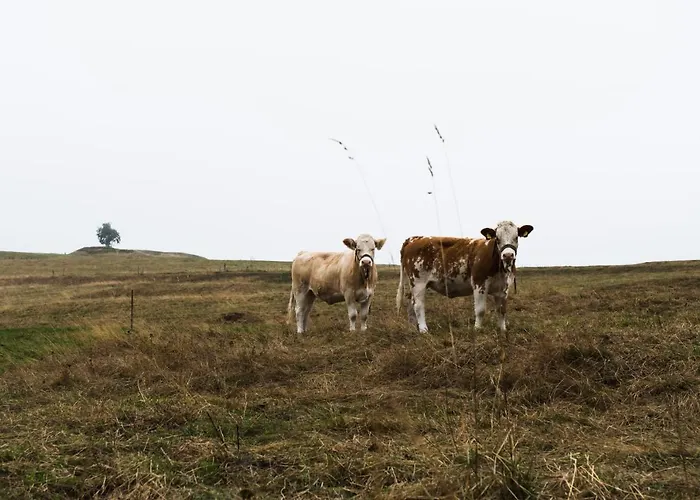酒店 卡斯汀格尔酒店餐厅